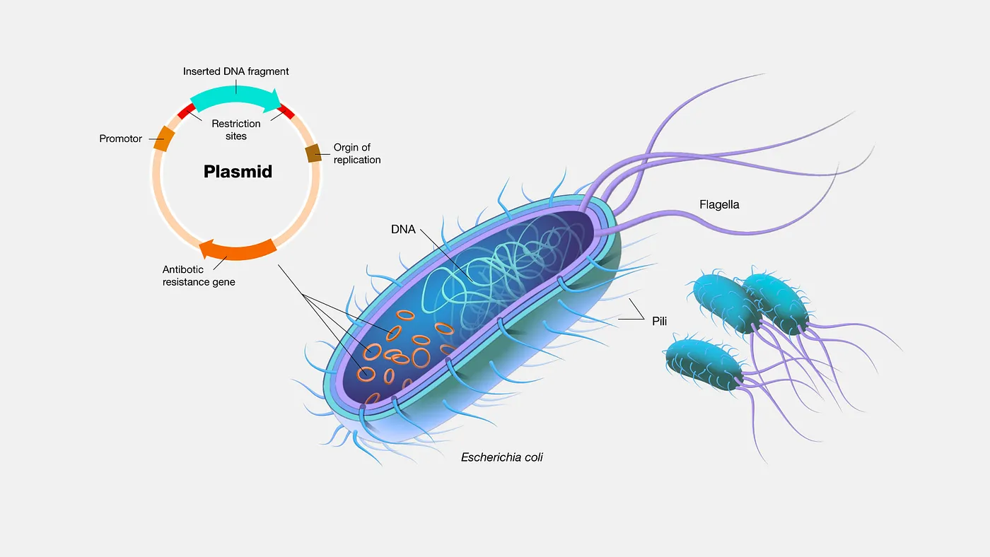 COVID-19 Vaccine: A Plasmid Production